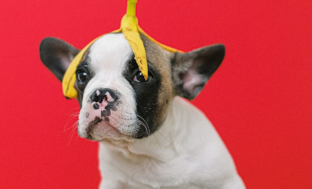 Perrito con sombrero de cáscara de plátano.