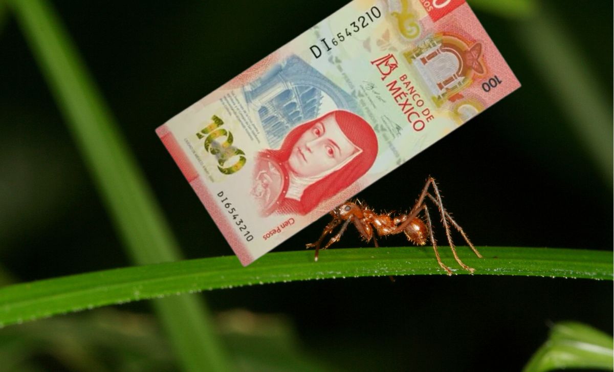 Así puedes convertir gastos hormiga en inversiones, según Condusef