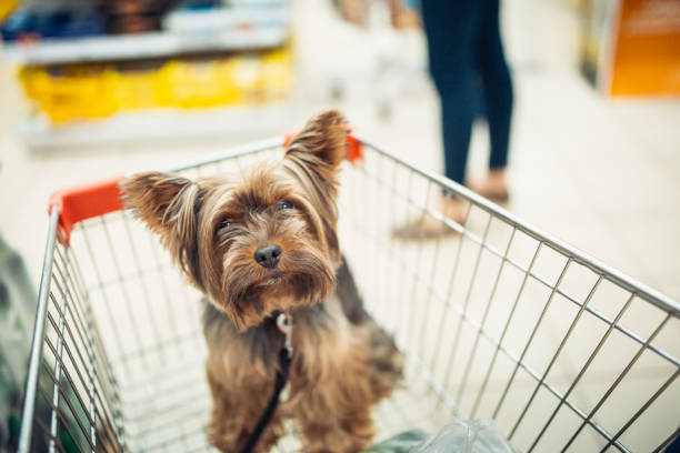 Ya puedes hacer la despensa con tu perro: Este supermercado en México ya es pet friendly