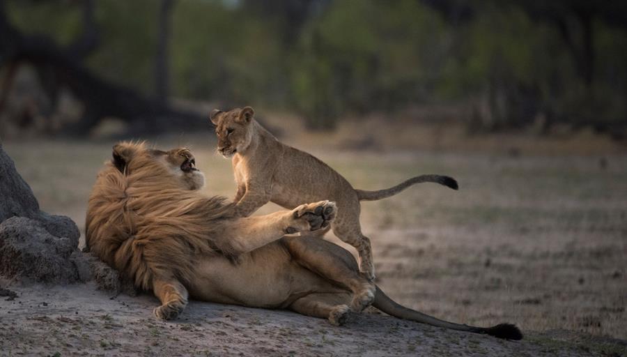 León africano está a un paso de la extinción, desaparece 90% de ejemplares