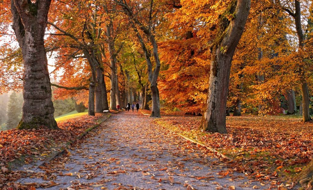 Imagen ilustrativa del otoño