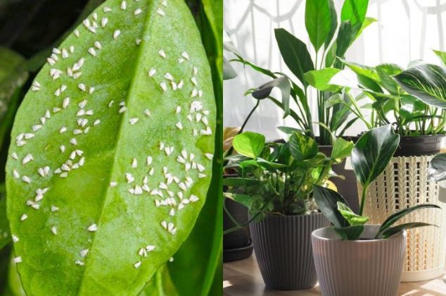 Las plagas más comunes en las plantas y cómo evitarlas