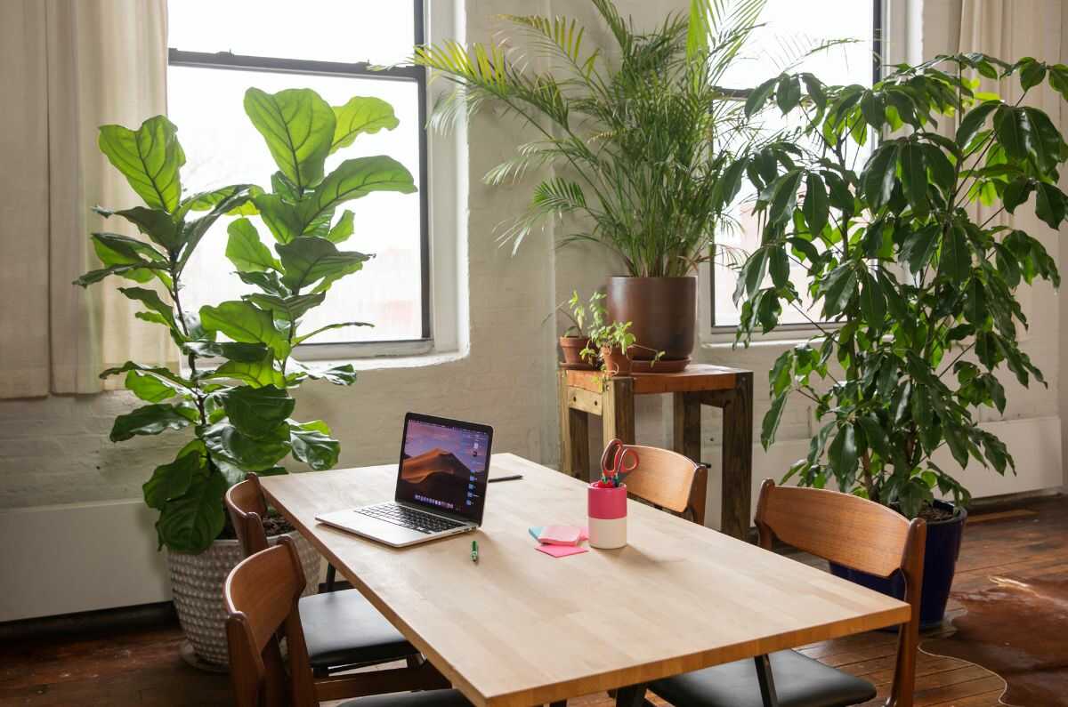 Plantas en la oficina: 5 beneficios que te harán desear un espacio más verde