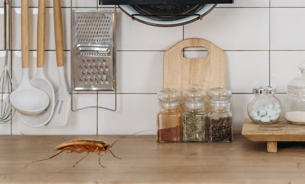 Cucaracha en la cocina