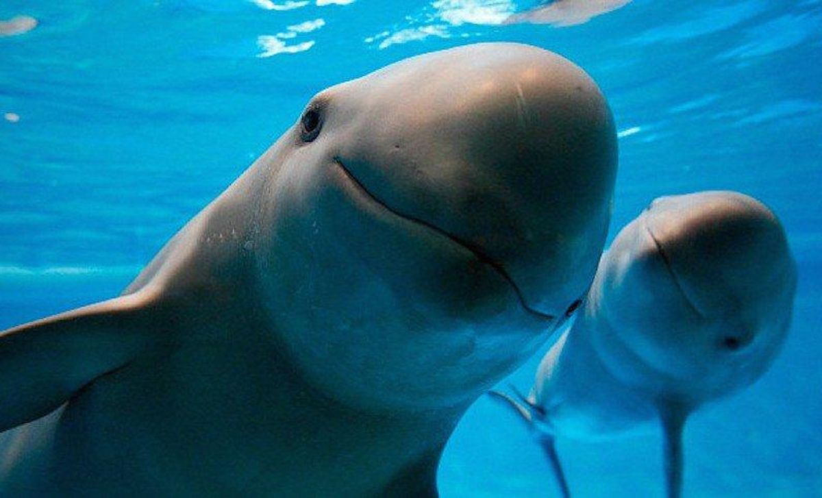 WWF: no es ‘demasiado tarde’ para salvar a la vaquita marina