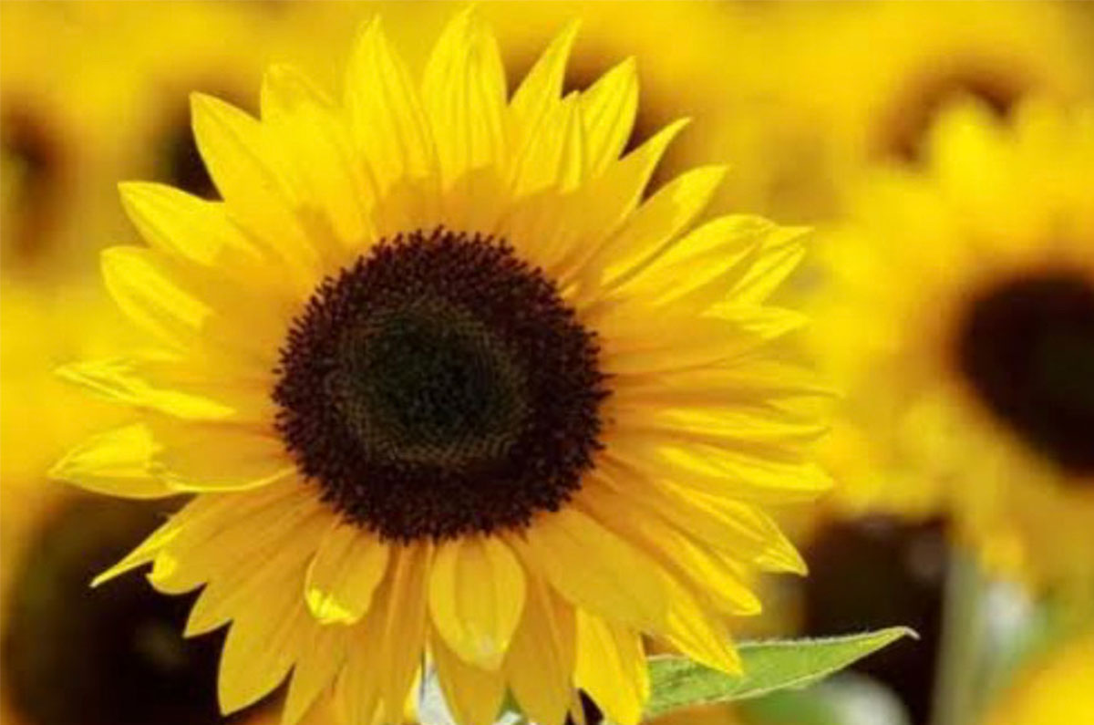 21 de septiembre: ¿Cuál es el significado de las flores amarillas?