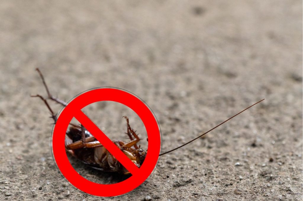 Cucaracha con una señal de prohibido