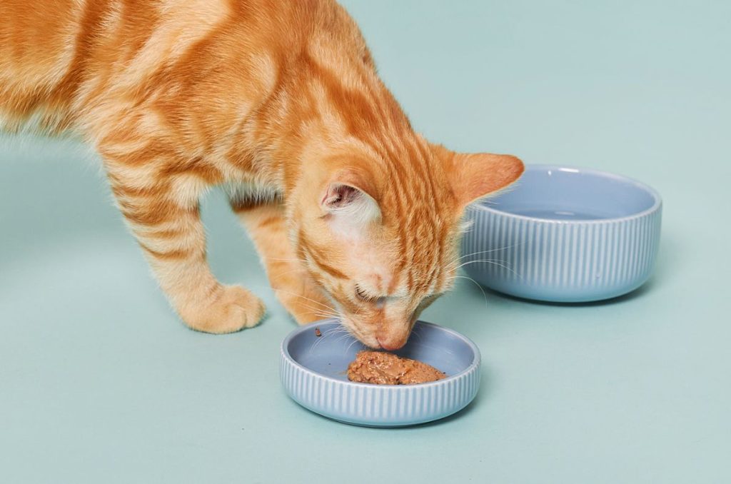 Gato naranja comiendo alimento