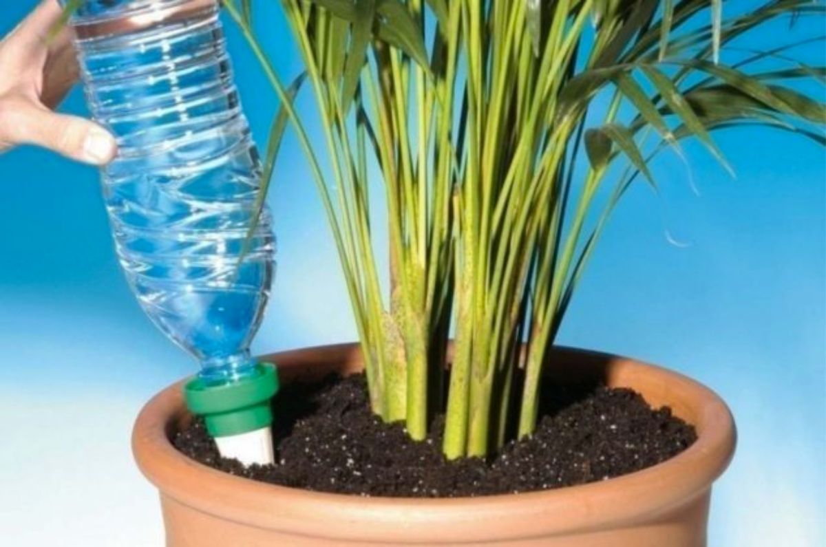 ¿Para qué sirve regar las plantas del hogar con un poco de agua mineral?