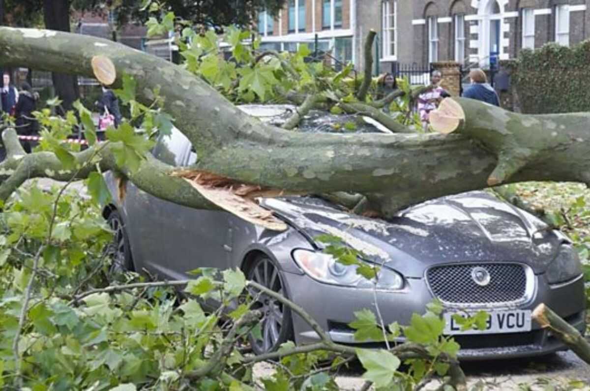 ¿Qué pasa y cuánto cuesta si le cae un árbol a mi coche?