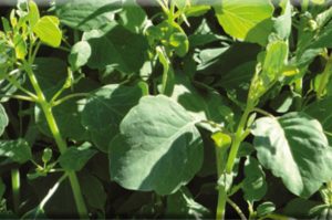 Quelites: La planta mexicana que aporta grandes beneficios a tú salud