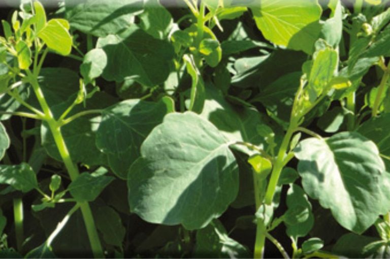 queliteslaplantamexicanaqueaportagrandesbeneficiosatusalud