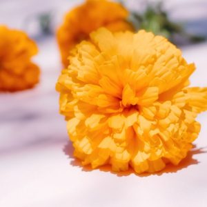 sabias-que-la-flor-de-cempasuchil-tiene-usos-medicinales