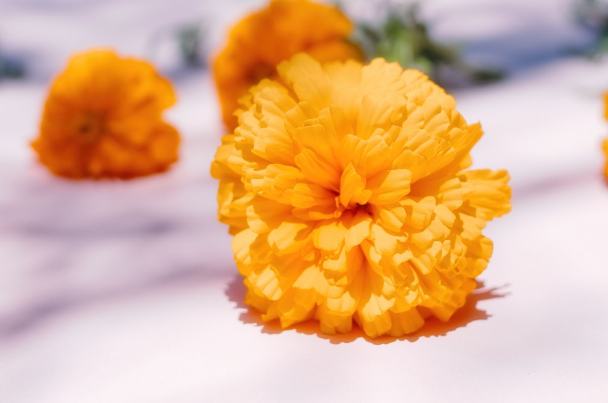 ¿Sabías que la flor de Cempasúchil tiene usos medicinales?