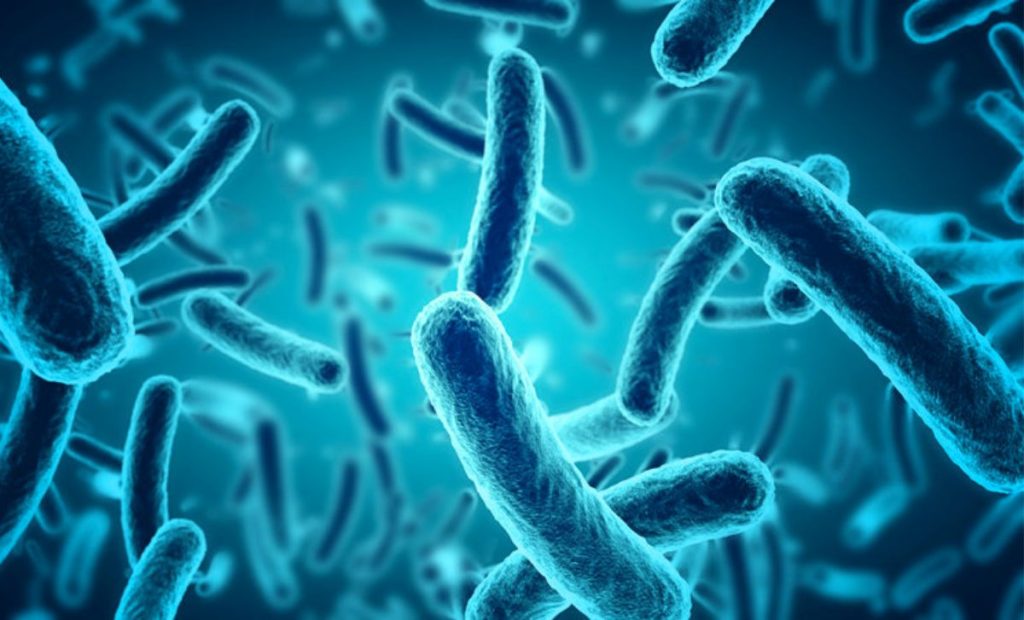 Imagen ilustrativa de la bacteria come carne vibrio vulnificus