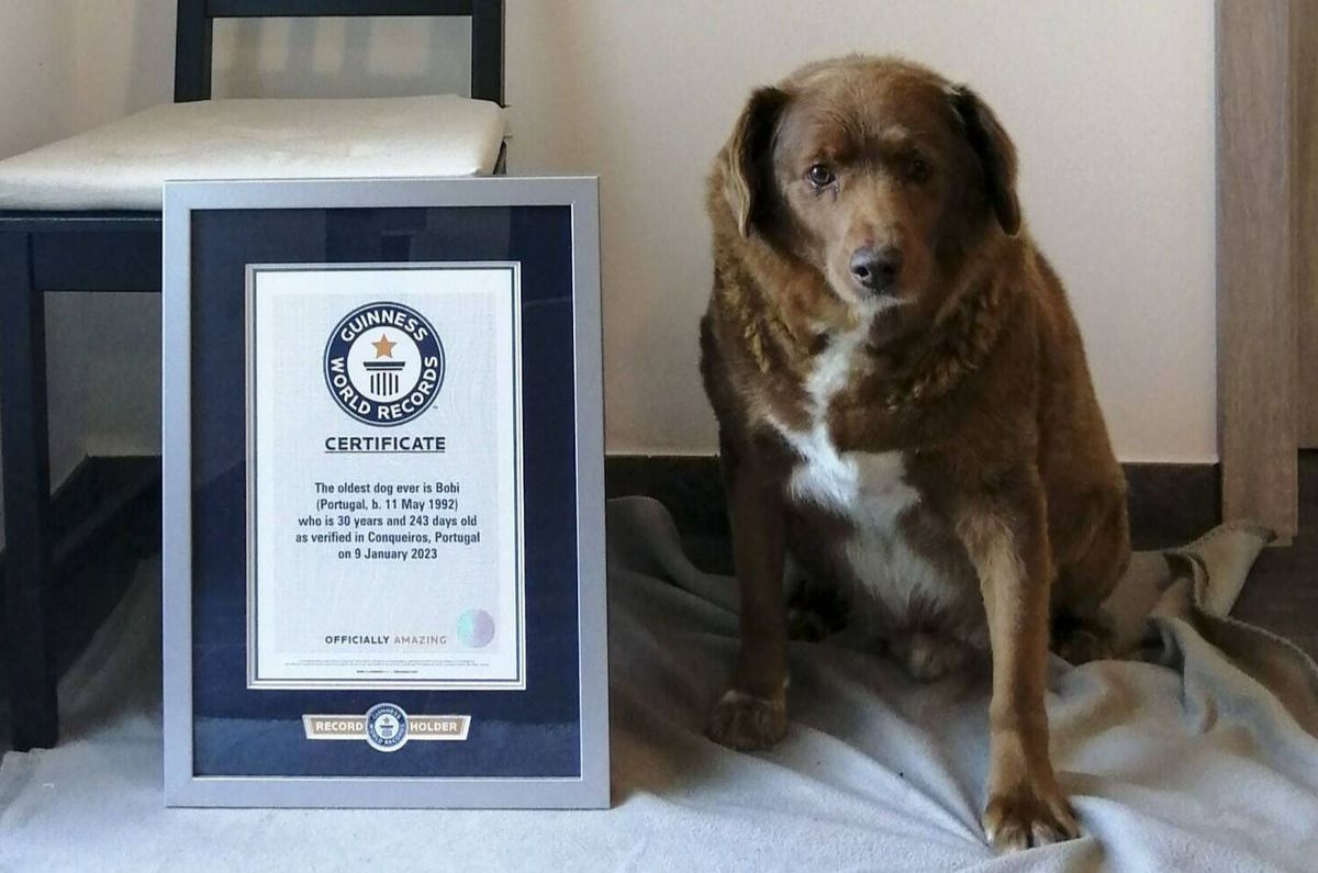 Bobi, el perro más viejito del mundo, muere en Portugal a los 31 años de edad