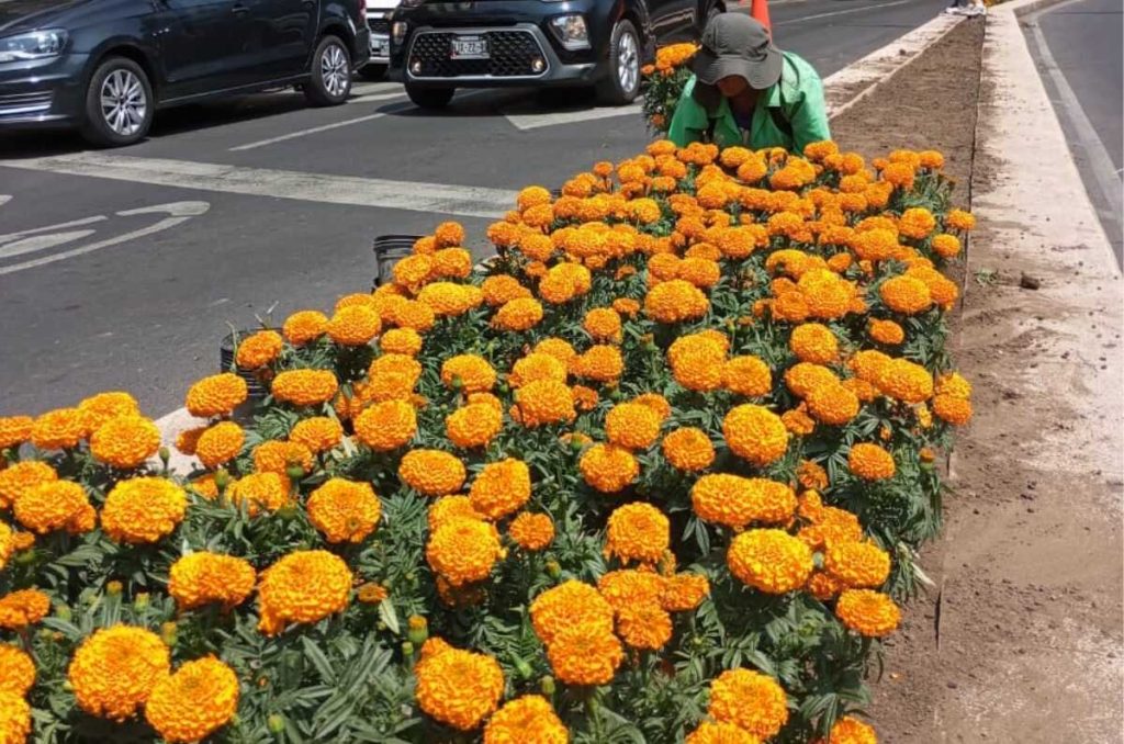 Flor de Cempasúchil