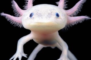 ¡Adopta un ajolote! Ponle nombre y tunea su casita