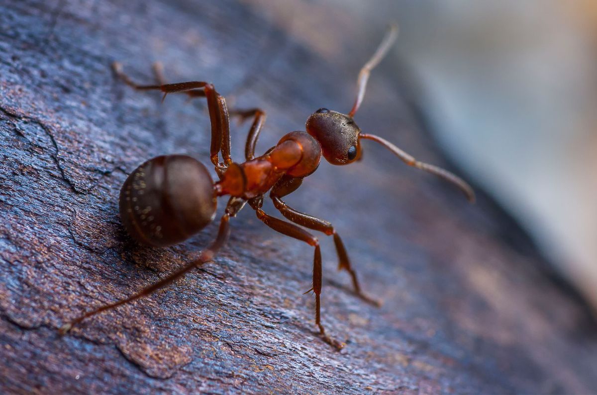 Remedios para eliminar hormigas de las plantas que hay dentro del hogar