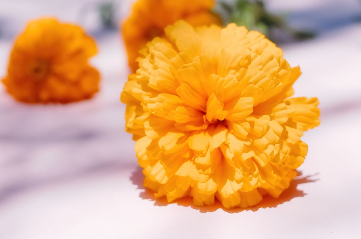 Cómo hacer aromatizante casero de flor de cempasúchil para perfumar tu casa