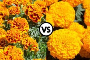 ¿Cómo saber si tu cempasúchil es chino o mexicano? Checa estas 5 señales