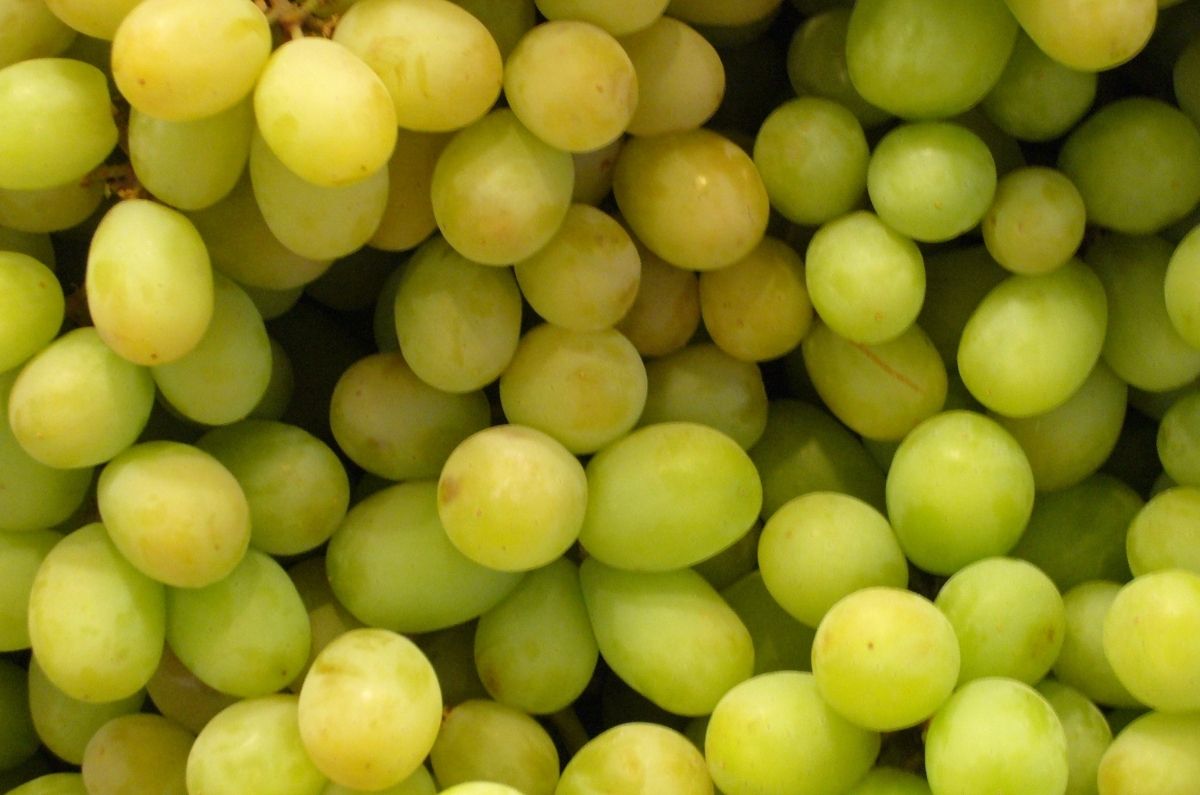 Conoce los peligros de NO lavar bien las uvas y cómo desinfectarlas