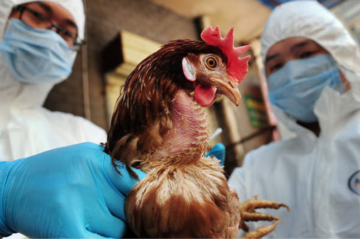 Gripe aviar en 2023, ¿cómo evitar una nueva pandemia?