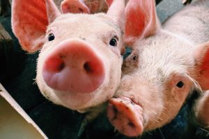 Confirman el primer caso de gripe porcina en un ser humano en Reino Unido