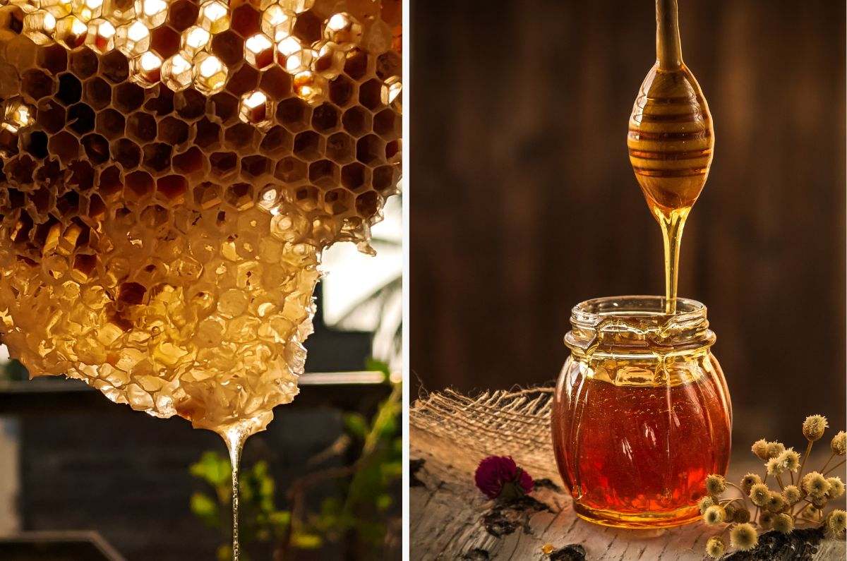 Tipos de miel en México que debes probar alguna vez en la vida