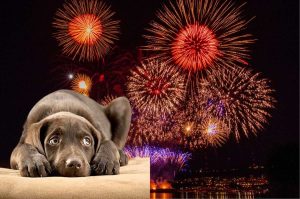 Cómo cuidar a tu perro de la pirotecnia en Fiestas Patrias