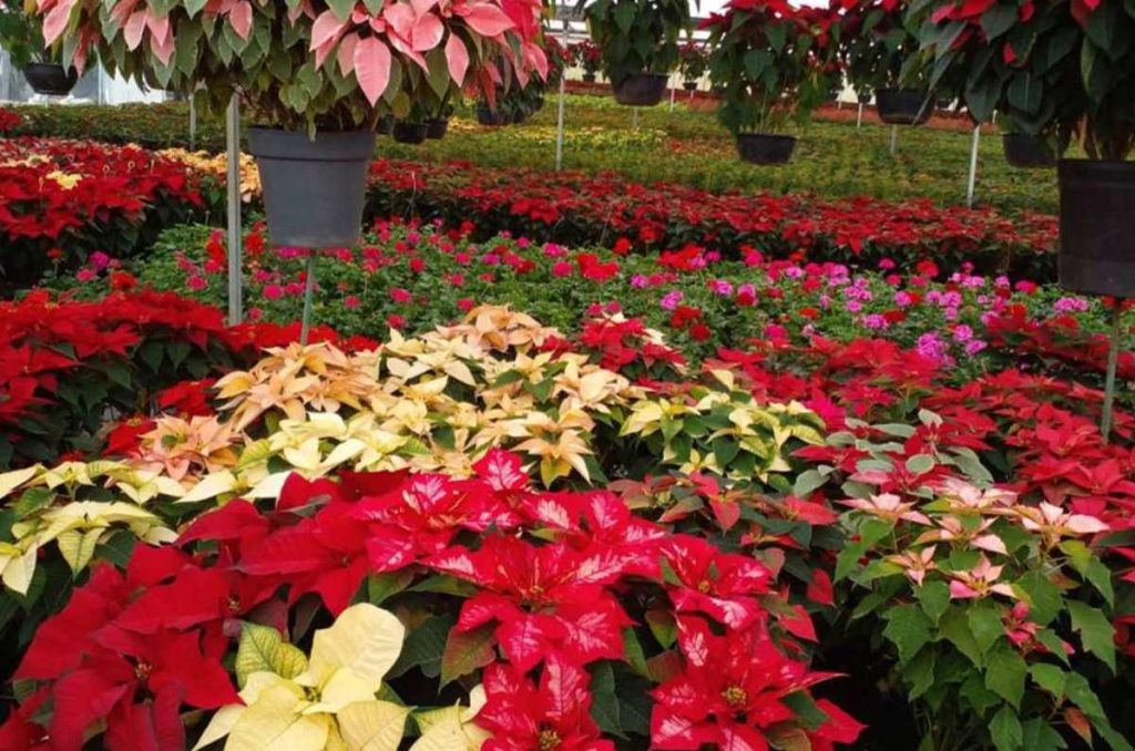 cuidados flor de nochebuena