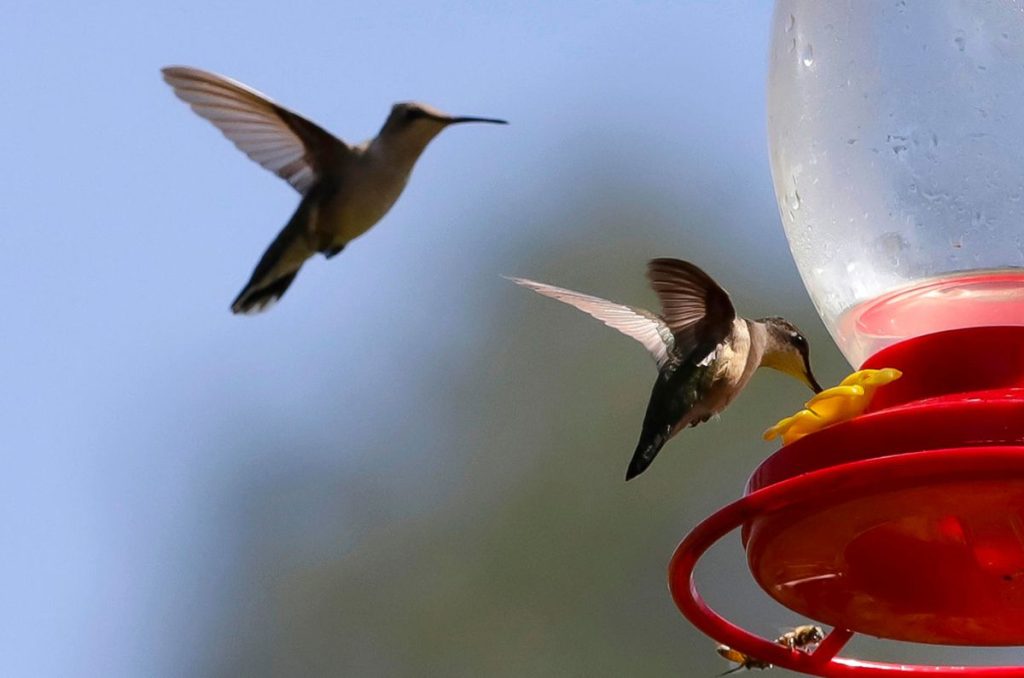 Santuario de colibrí