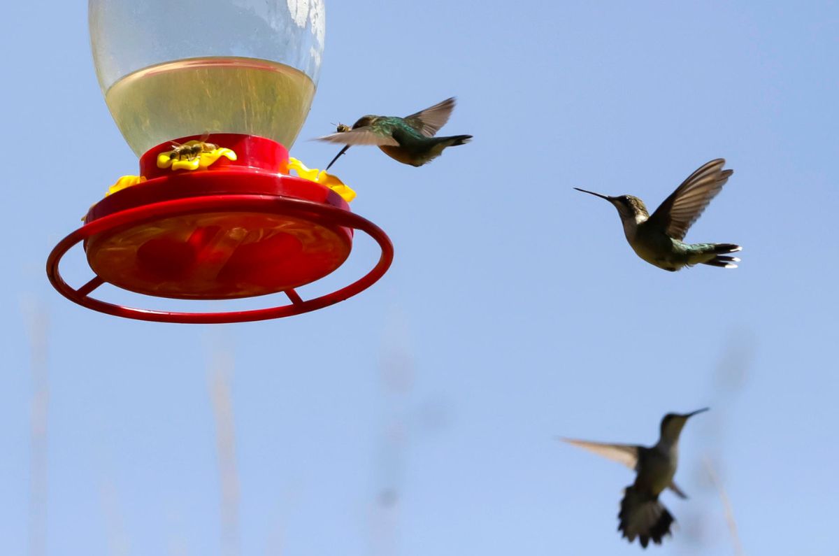 Crean santuario para proteger al colibrí en  México