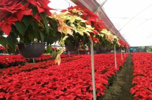 La flor de nochebuena: ¿Cuál es su origen y significado?