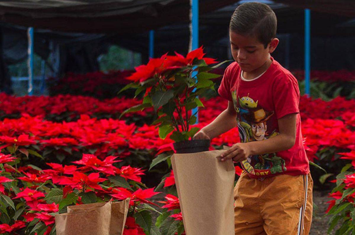 la-flor-de-nochebuena-cual-es-su-origen-y-significado2