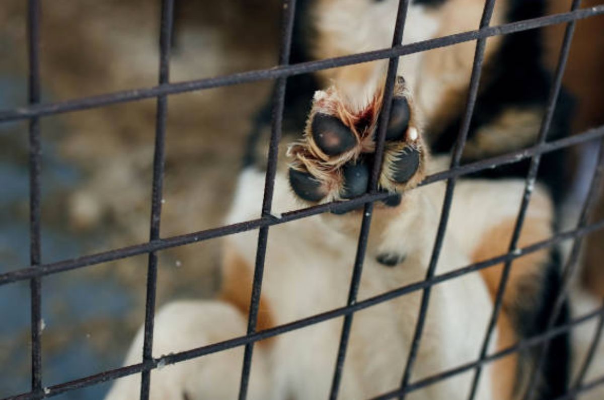 Prohibir el maltrato de animales.