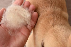 Cómo hacer fertilizante casero para plantas con el pelo de tu mascota
