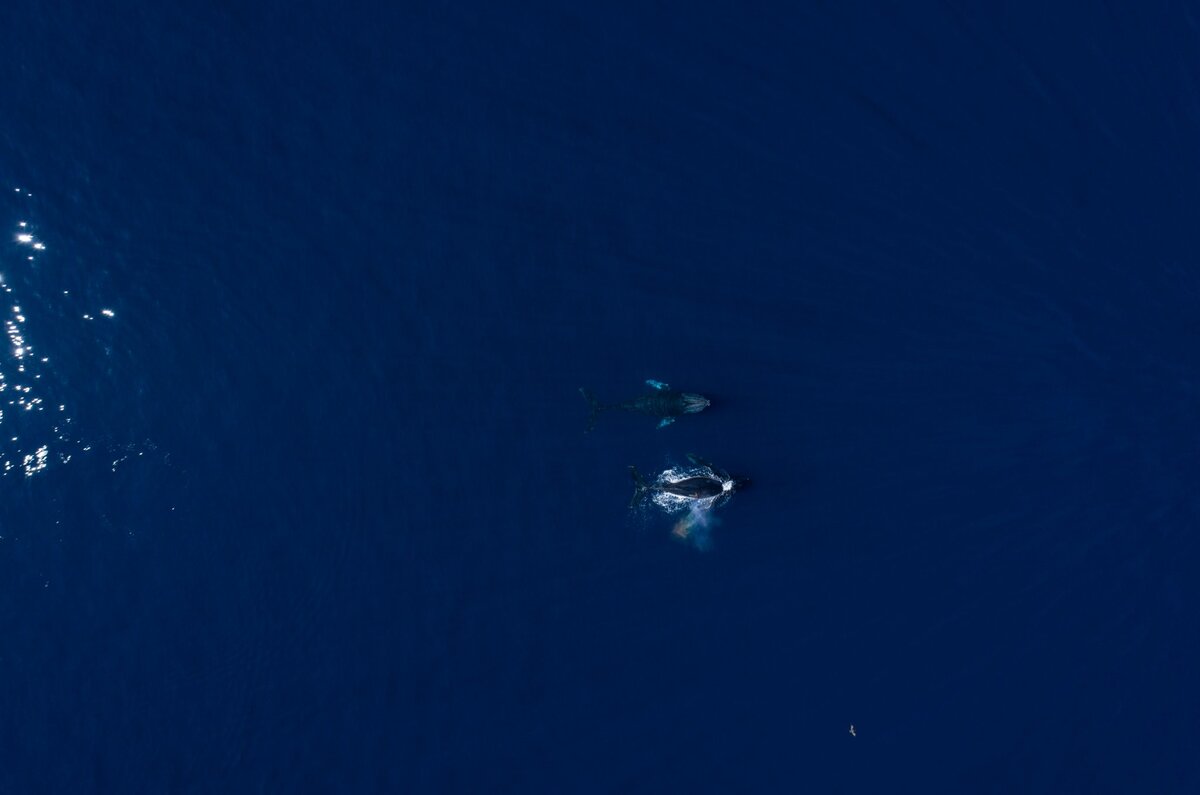 Temporada de ballenas 2024: Destinos en México donde las puedes ver