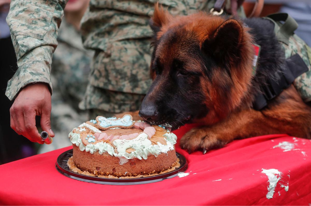 Ejército mexicano celebra cumpleaños de Arkadas, perro rescatista donado por Turquía