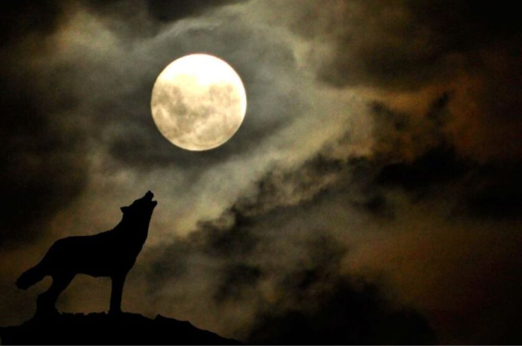 Foto ilustrativa de luna llena con lobo
