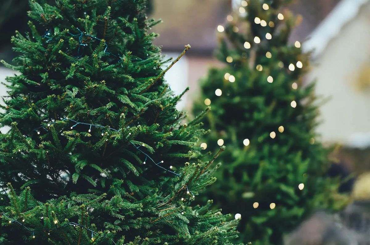 ¡No lo tires! Así puedes reciclar tu árbol de Navidad natural