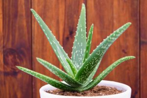 ¿Qué significa que crezca aloe vera en tu jardín? Esto indica el Feng Shui