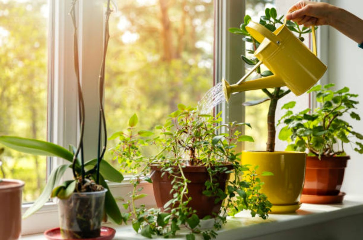 Plantas de interior para un aire más puro en tu cocina y casa
