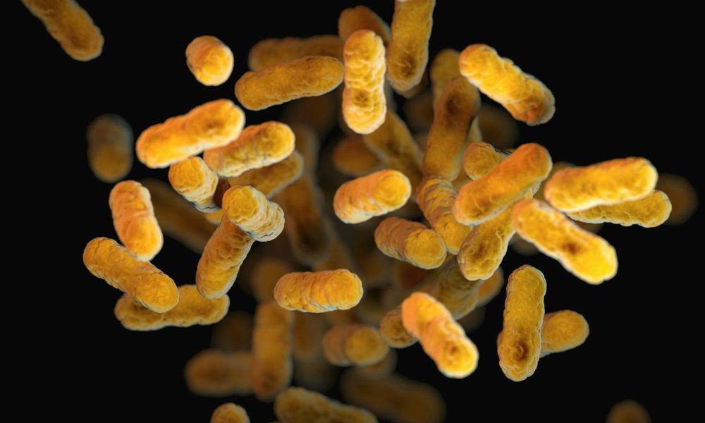 Bacteria Bordetella pertussis