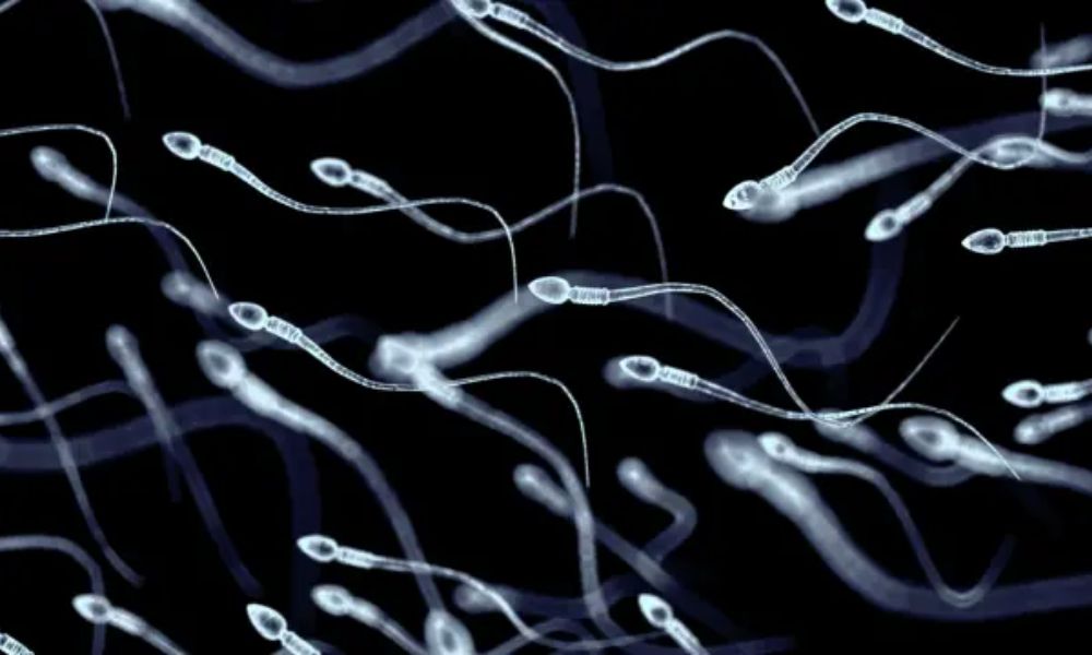 Concentración de espermatozoides