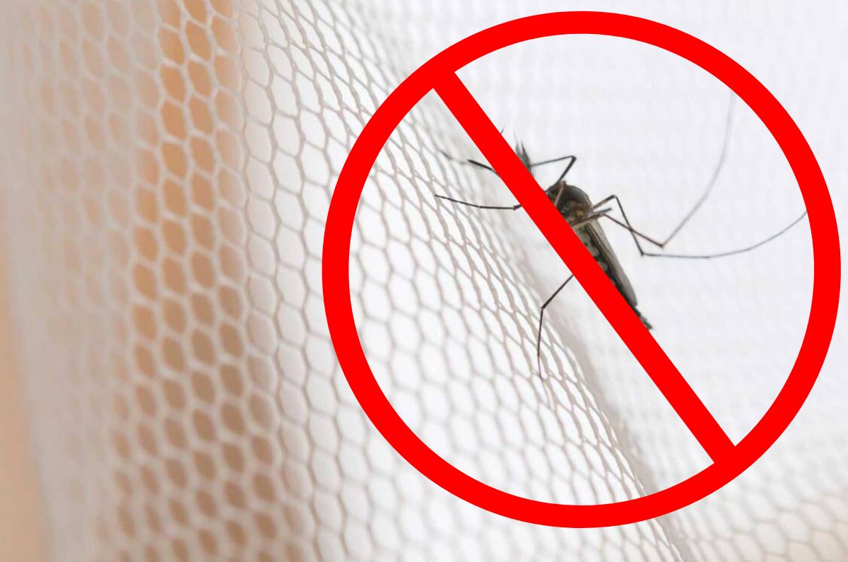 Remedios caseros para evitar que los mosquitos te piquen por la noche