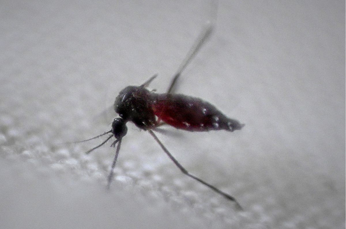 OMS en alerta por brotes de dengue en Latinoamérica, ¿Dónde hay más casos?