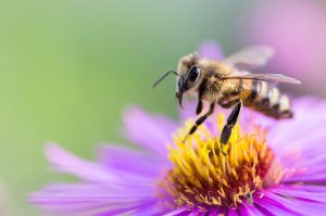 Primavera 2024: ¿Cuándo volverán las flores y el calor a México?