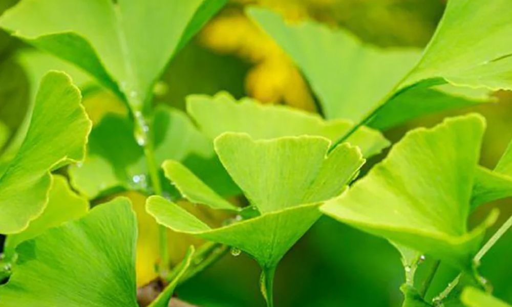 Ginkgo biloba, planta medicinal de Asia