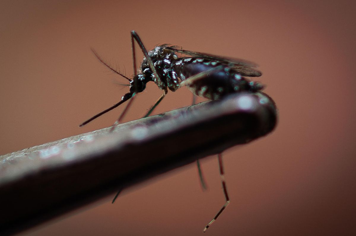 Casos de dengue en México suben un 468,4% interanual en el primer bimestre del año
